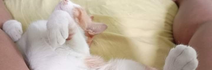 PussInBoot8's profile banner image