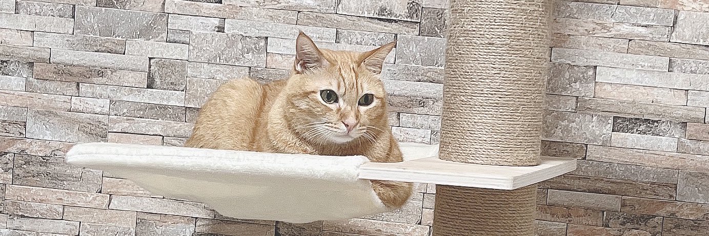 まろん🐱 banner