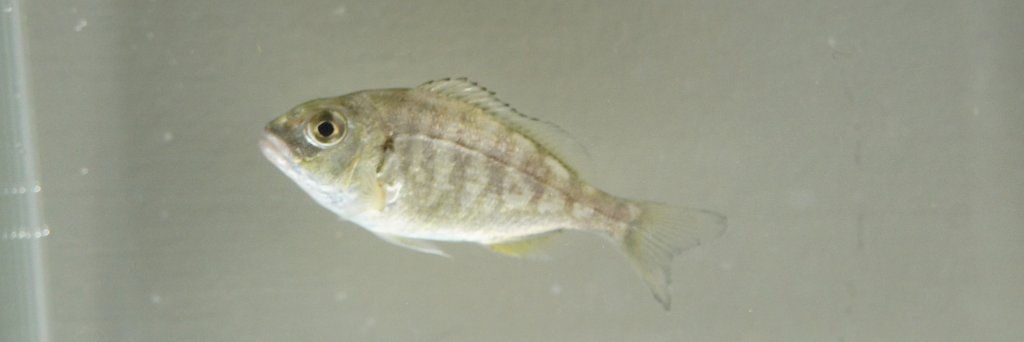 misPeces Acuicultura banner