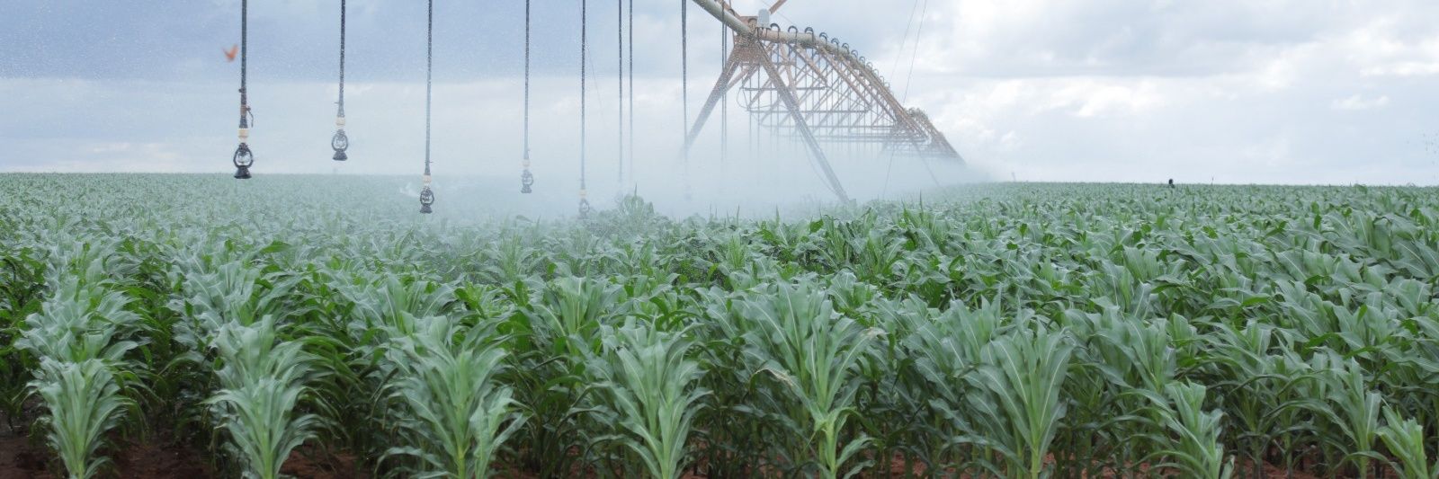 CPA Ephantus Kimotho C.B.S - PS Irrigation's banner