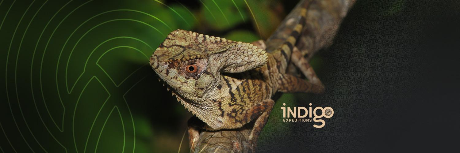 exploreindigo's profile banner image