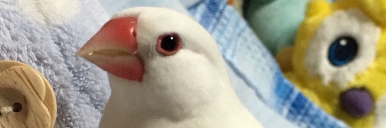 miomip's profile banner image