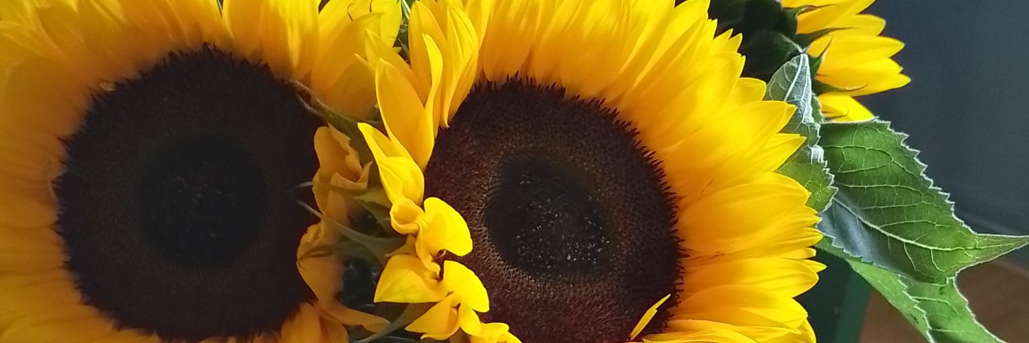 hvisomatte banner