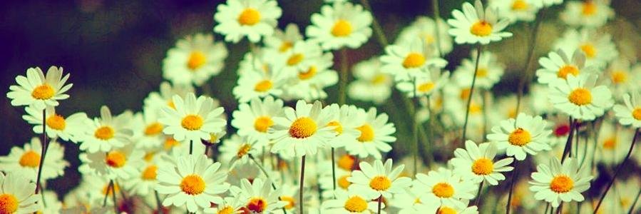 MissChiara's profile banner image