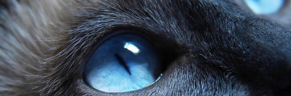 AquelineT's profile banner image