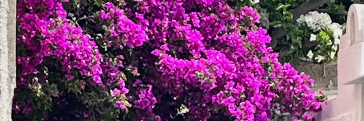 Conny banner