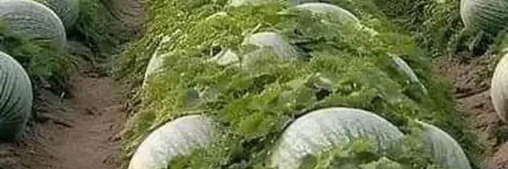 Sylbaconltd's profile banner image
