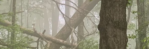 dis_bee_lief Profile Banner