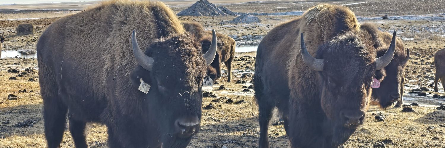 Corey Schumacher banner