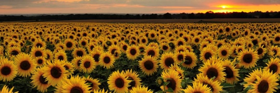 San🌻dra banner