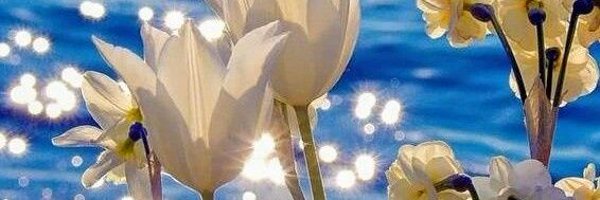 Avargas2403 Profile Banner