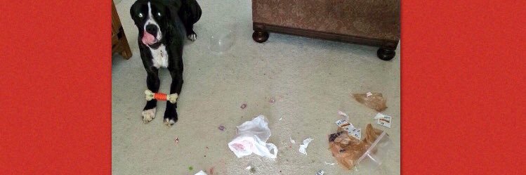 Dogloveschips's profile banner image