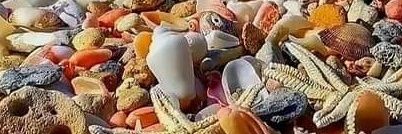 LICA Armada II banner