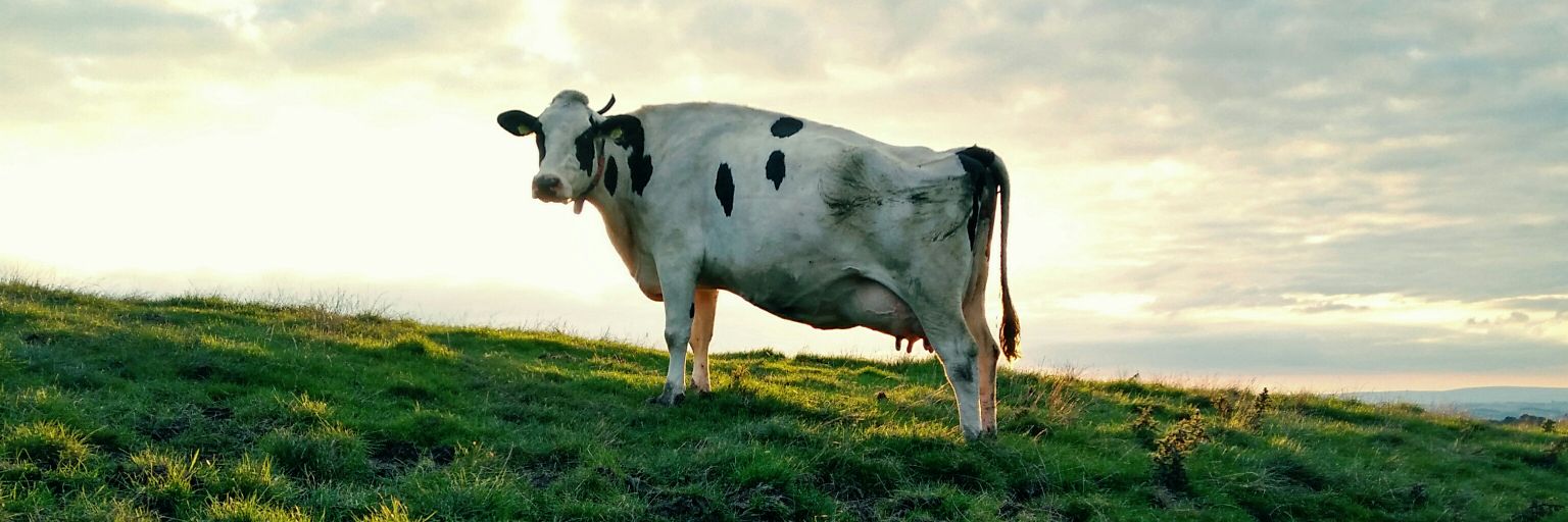 TAThroup's profile banner image