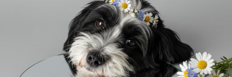 Cindyvm15's profile banner image