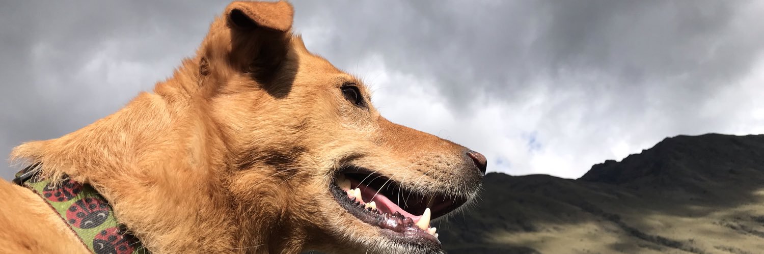 macrinari's profile banner image