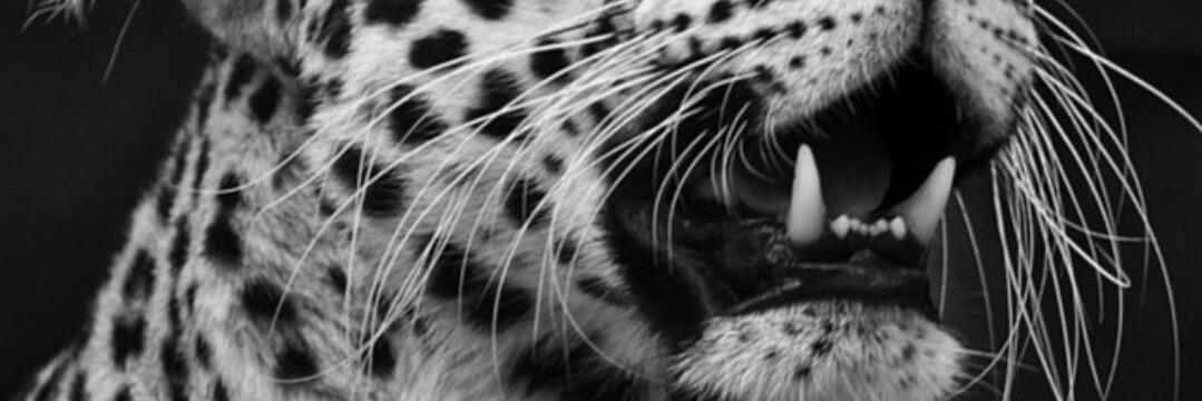 BayramBerkSen's profile banner image