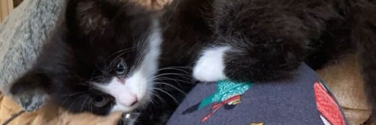 hannah_george3's profile banner image