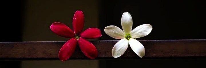 سین الف🌿 banner