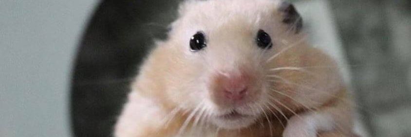 pamchi__'s profile banner image