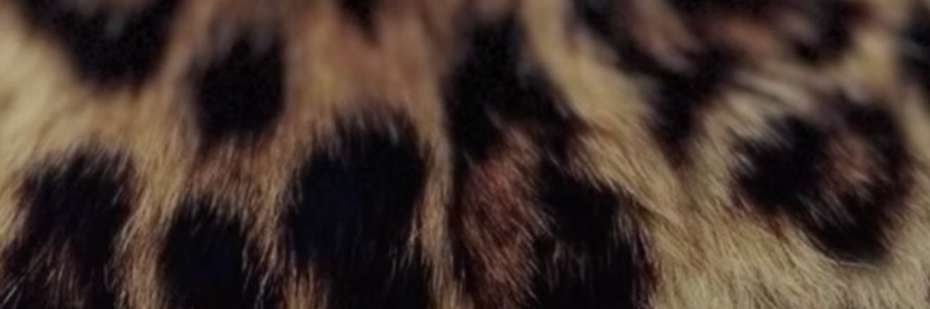 robin scherbatsky banner