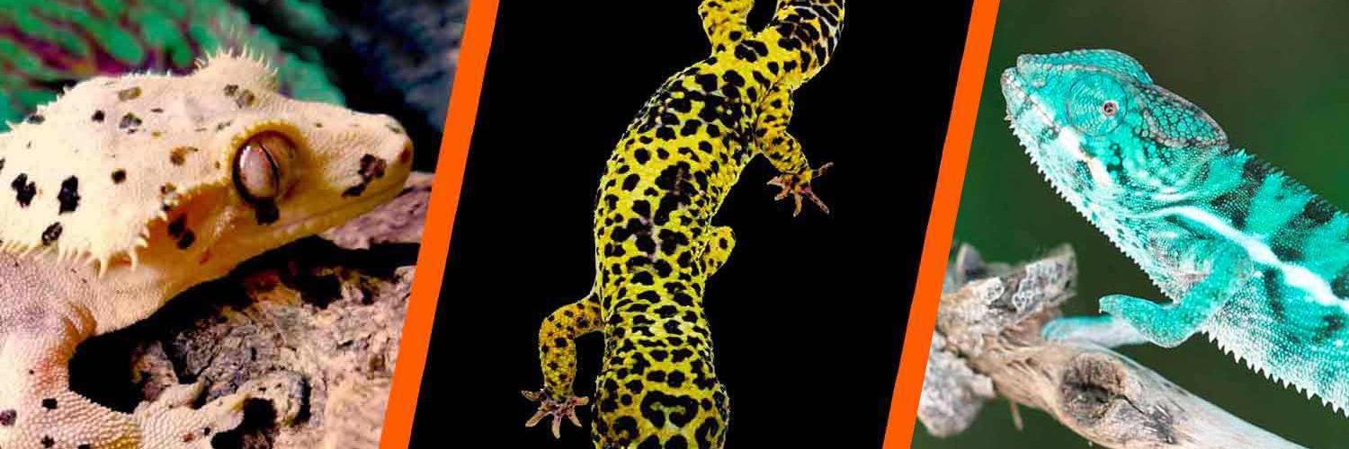 Reptilescom's profile banner image