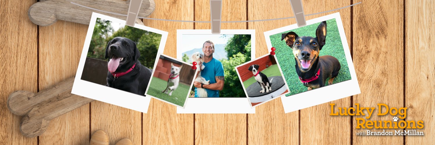 #LuckyDogReunions banner