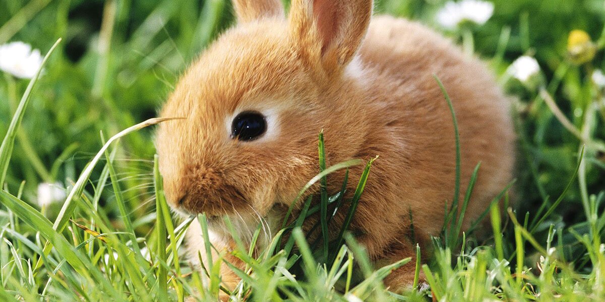 Ｏ型プログラマ banner