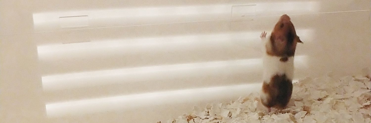 チッチの飼い主@寝不足's banner