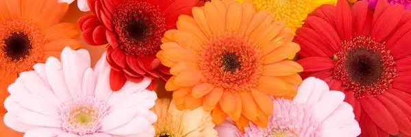 Clarice85727481's profile banner image