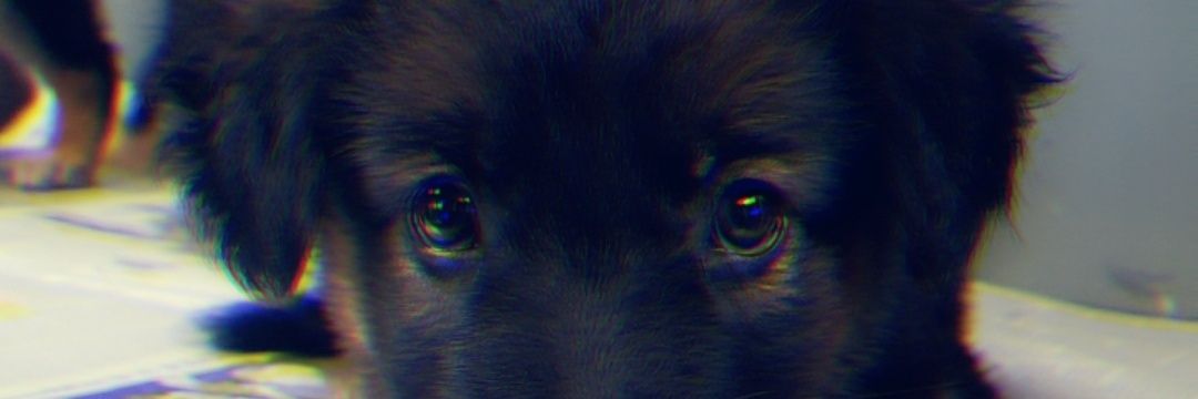 DKLizzle's profile banner image