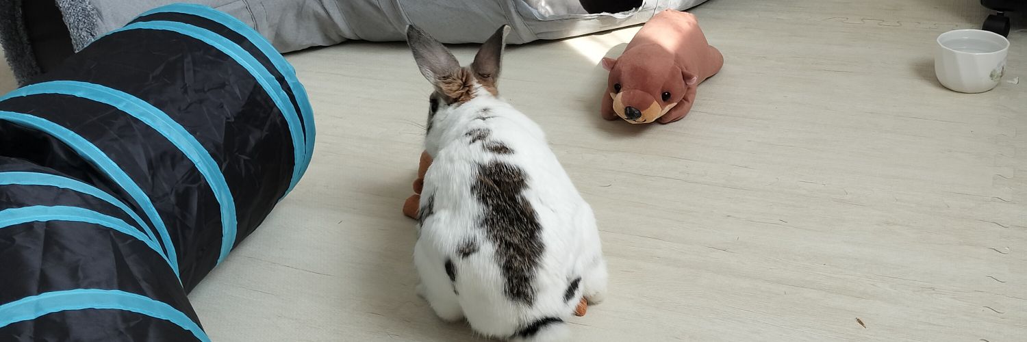ペル🐰チャクル🐰はる🐶 banner