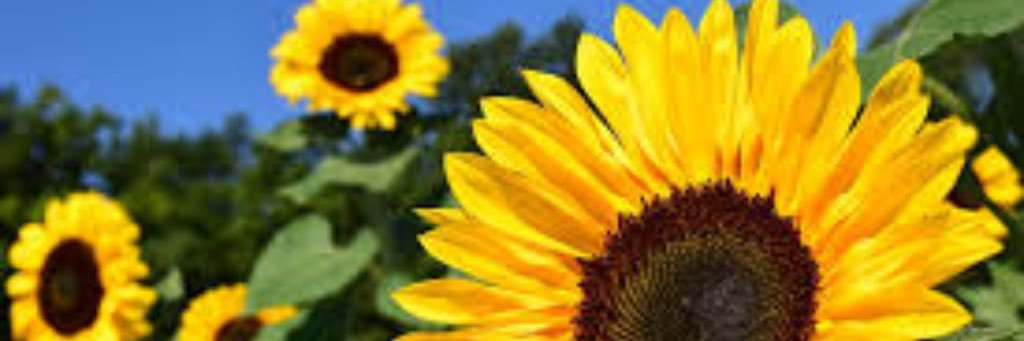 _ShesJustMy's profile banner image