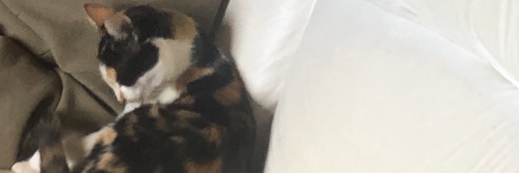 lara_baumgratz's profile banner image