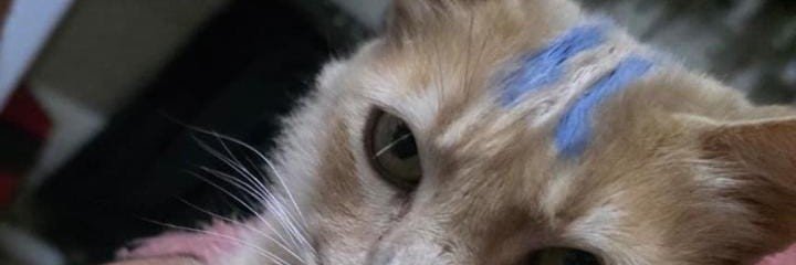 Maxmrales's profile banner image