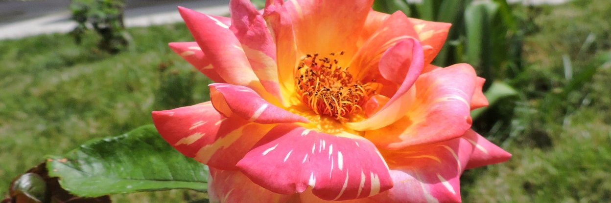 petaly75's profile banner image