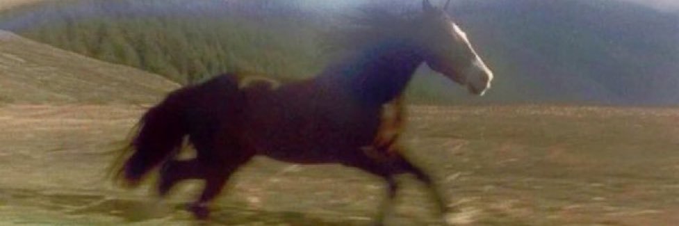 Jayson Tatum Achilles Tendon banner