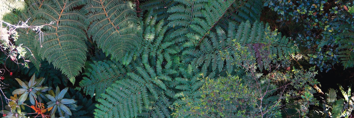 Global Land Use and Environment Lab banner