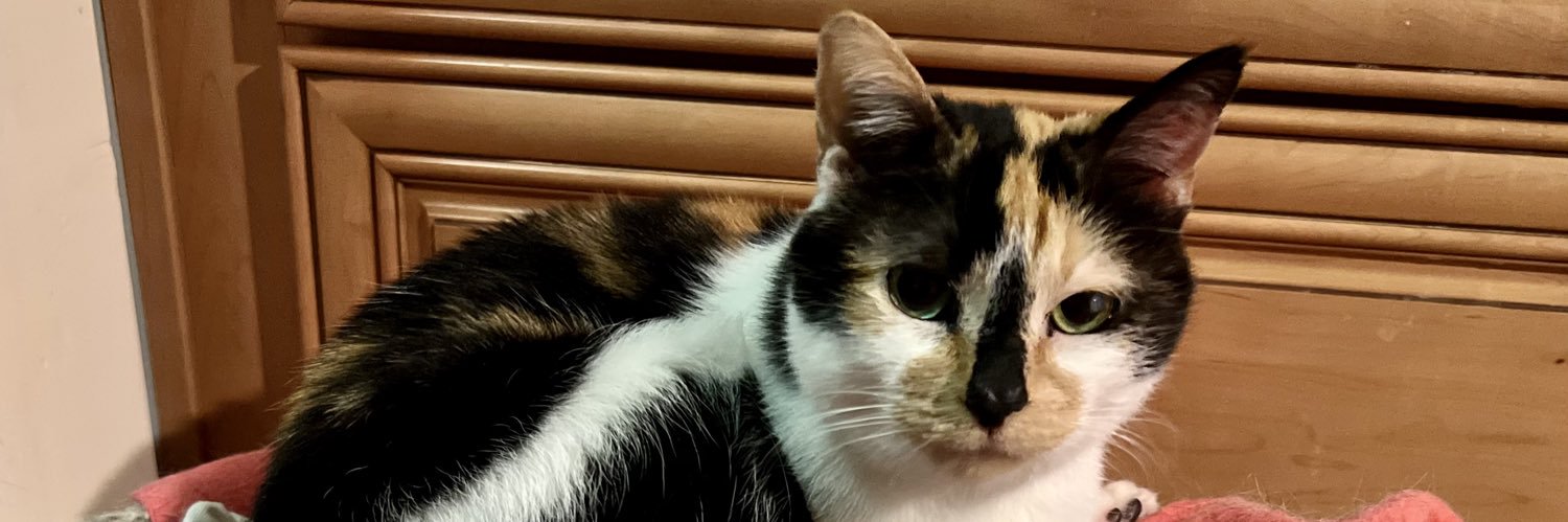 jazzyfelines's profile banner image
