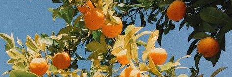 ameliamustika's profile banner image