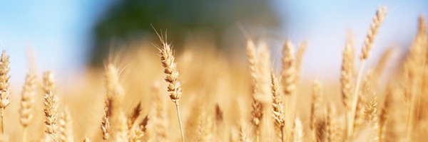 GrainTradeAus Profile Banner