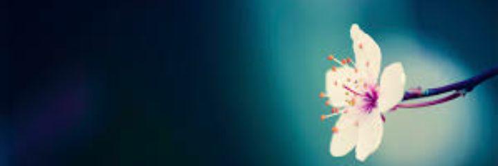 tayHAYYYlor's profile banner image
