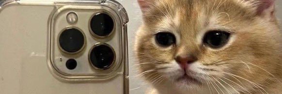 reddit bisexual cat banner