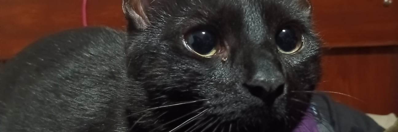 OneLittleCorvus's profile banner image