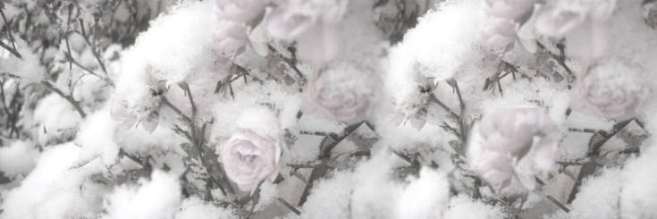 Root____LOVE's profile banner image
