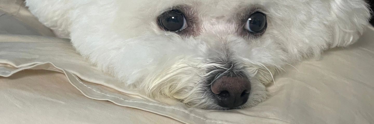 Meom_Mato's profile banner image