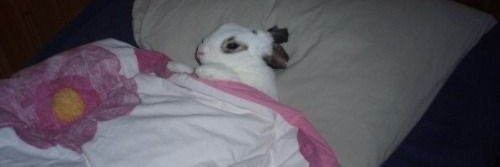 DumBun🐇's banner