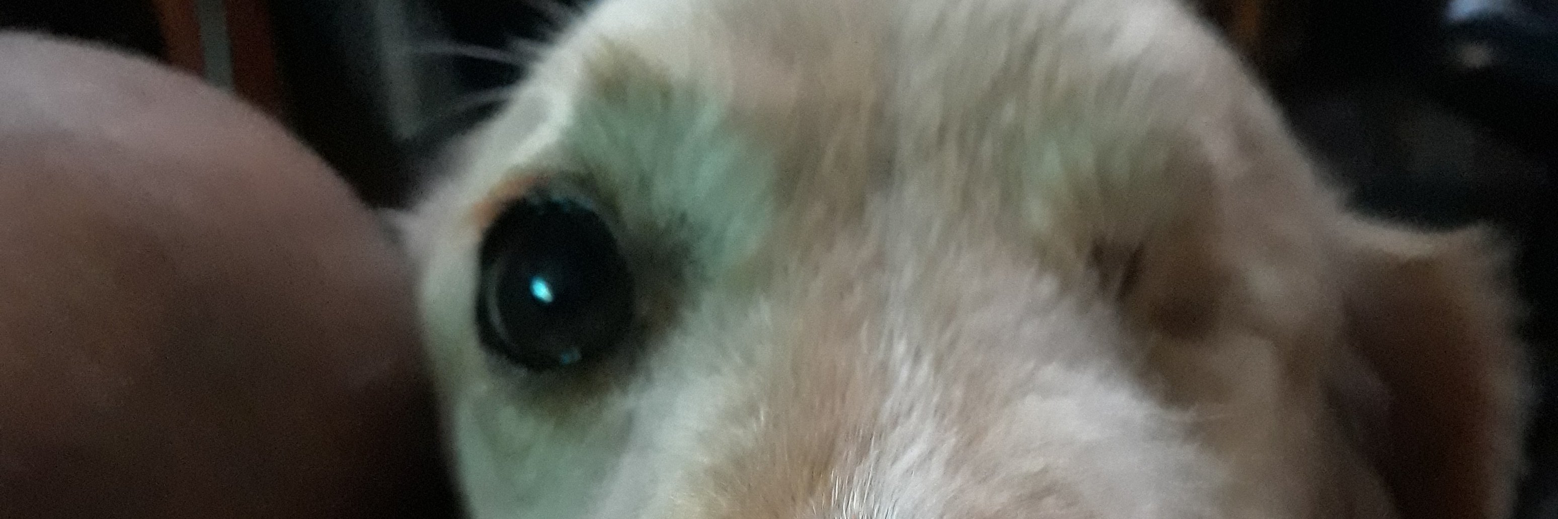 OrRoldan's profile banner image