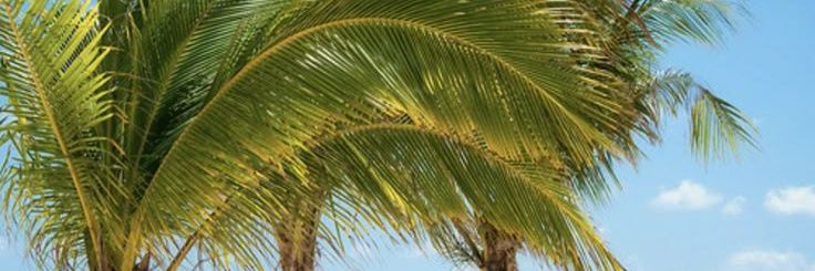 Charliee💚🏝️'s banner