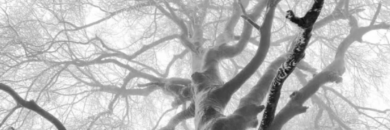 n080911040515's profile banner image
